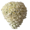 Beyaz Gül Gelin Çiçeği