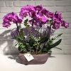 Dekoratif Pembe Orkide