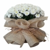PAPATYA BUKETİ
