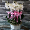 phalaenopsis Beyaz Orkide