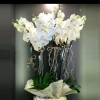 Phalaenopsis 8 Dal Beyaz Orkide