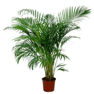 Areca Bitkisi ( Büyük Boy )